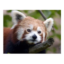 red chinese panda4x6 postcards
