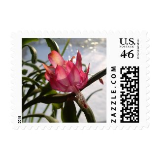 Red Christmas Cactus Flower In The Snow Postage