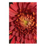 Red Chrysanthemum on Canvas Print