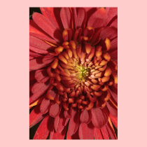 Red Chrysanthemum on Canvas Print posters