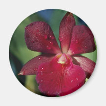 Red Circinatum (Epidendrum) flowers Refrigerator Magnets