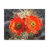 Red Claret Cup Cactus Blossoms Post Cards