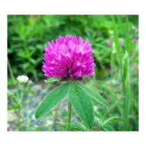Red Clover Blossom 3 Poster posters