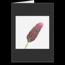 Red Clover cards