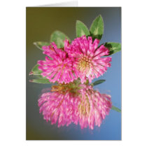 Red Clover cards