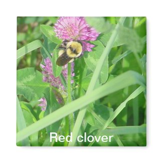 Red clover zazzle_magnet