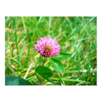 red clover posters