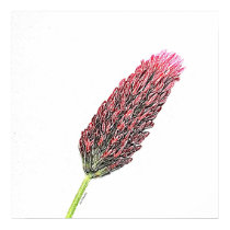 Red Clover posters