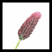 Red Clover posters