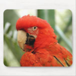 red cockatoo mouse pads