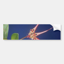 Red Collettii (Bulbophyllum) flowers Bumper Sticker