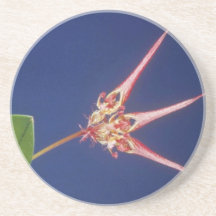 Red Collettii (Bulbophyllum) flowers Drink Coaster