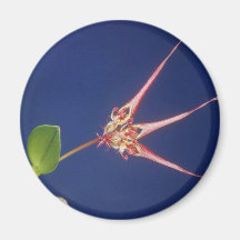 Red Collettii (Bulbophyllum) flowers Magnet