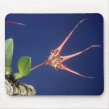 Red Collettii (Bulbophyllum) flowers Mouse Pads