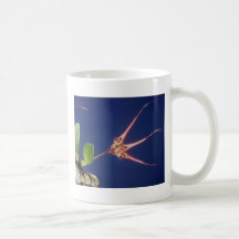 Red Collettii (Bulbophyllum) flowers Mugs