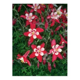 Red Columbine, (Aquilegia Hybride) flowers Postcard