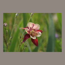Red Columbine! posters