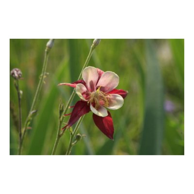Red Columbine! Poster by YogiBear905