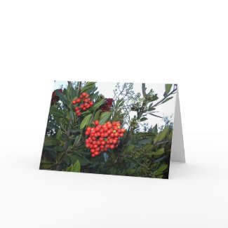 Red Cotoneaster Berries: Holiday season card