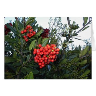 Red Cotoneaster Berries: Holiday season Greeting Card