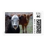 Red Cow, Black & White Cow Postage Stamps