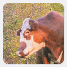 Red Cow in the Autumn Sunlight Square Sticker