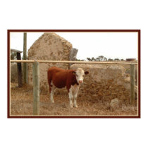 red cow print with border