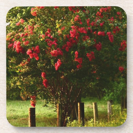 Red Crape Myrtle - Coffee, Tea, Drink Coasters