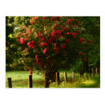 Red Crape Myrtle Postcard
