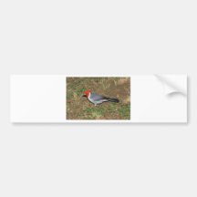 Red Crested Cardinal Bumper Stickers