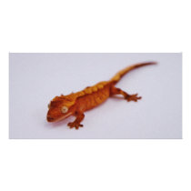 Red Crested Gecko Photo Greeting Card