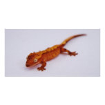 Red Crested Gecko Photo Greeting Card