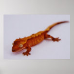 Red Crested Gecko posters