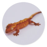 Red Crested Gecko stickers