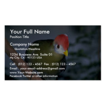 Red-crested turaco, Africa Business Card Template
