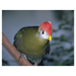 Red-crested turaco, Africa flyers