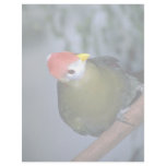 Red-crested turaco, Africa Letterhead Template