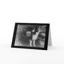 Red Cross Dog in Italy 1909 cards