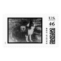 Red Cross Dog in Italy 1909 postage by lc_vintagephotos Red Cross Dog in Italy 1909 postage
