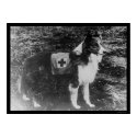 Red Cross Dog in Italy 1909 posters by lc_vintagephotos Red Cross Dog in Italy 1909 posters