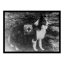 Red Cross Dog in Italy 1909 posters by lc_vintagephotos Red Cross Dog in Italy 1909 posters
