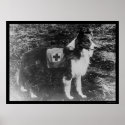Red Cross Dog in Italy 1909 posters