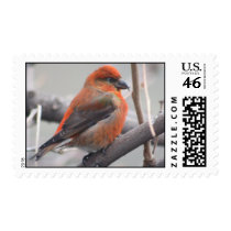 Red Crossbill -- Loxia curvirostra postage