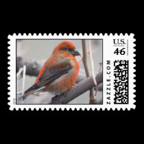 Red Crossbill -- Loxia curvirostra postage by Orchidlady Red Crossbill -- Loxia curvirostra postage