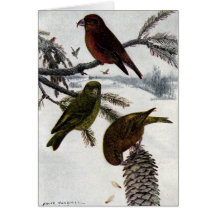 Red Crossbills and Pinecone Greeting Card