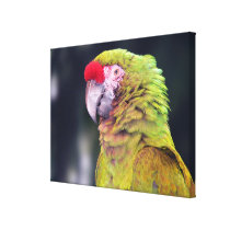 Red-Crowned Amazon Parrot Stretched Canvas Print