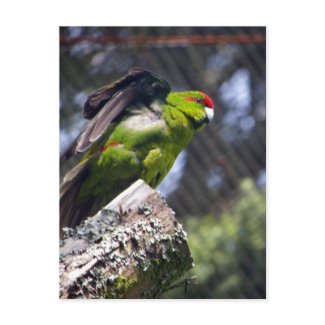 Red-Crowned Parakeet postcard
