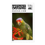 Red-crowned parrot flowers stamps