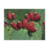 Red Crowns Post Cards