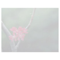 Red Currant Blossoms flowers Custom Letterhead